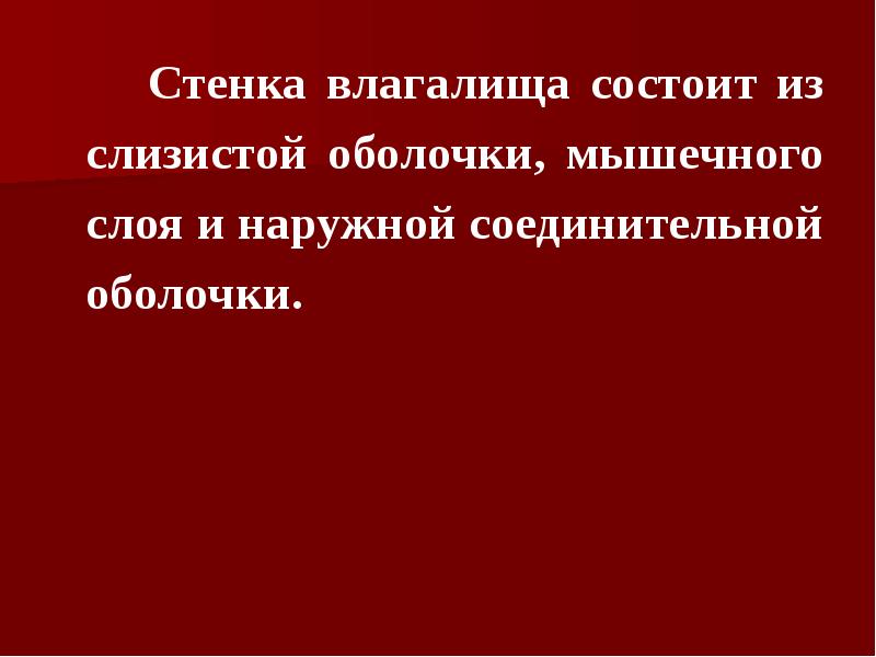Стенка влагалища состоит из слизистой оболочки, мышечного слоя и наружной соединительной