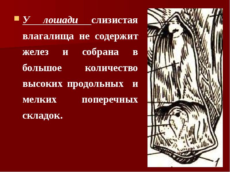 У лошади слизистая влагалища не содержит желез и собрана в большое
