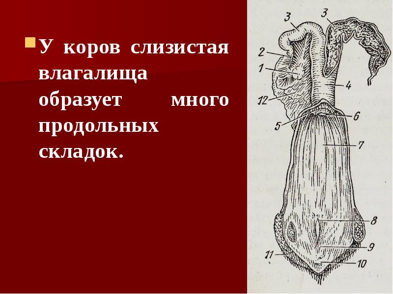 У коров слизистая влагалища образует много продольных складок. У коров слизистая