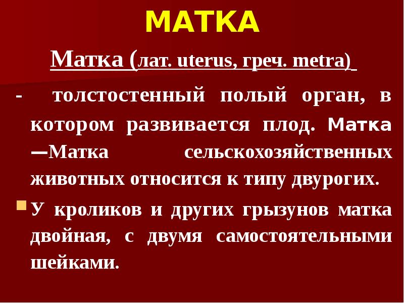 МАТКА  Матка (лат. uterus, греч. metra)  - толстостенный полый