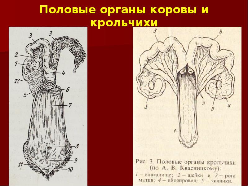 Половые органы коровы и крольчихи