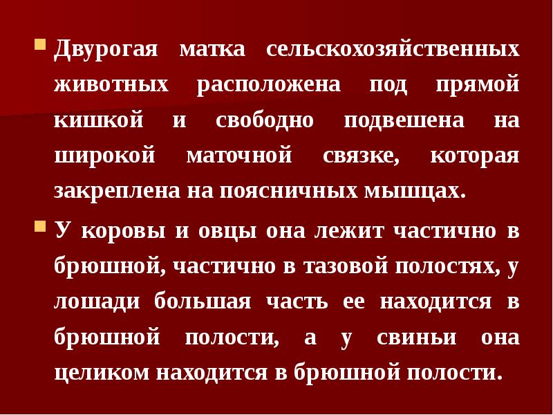 Двурогая матка сельскохозяйственных животных расположена под прямой кишкой и свободно подвешена