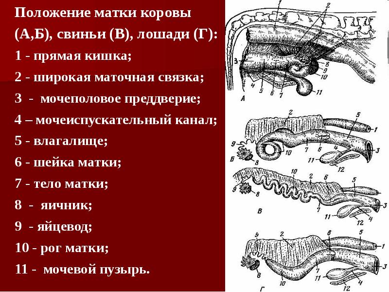 Строение матки коровы фото