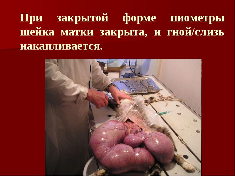 При закрытой форме пиометры шейка матки закрыта, и гной/слизь накапливается.