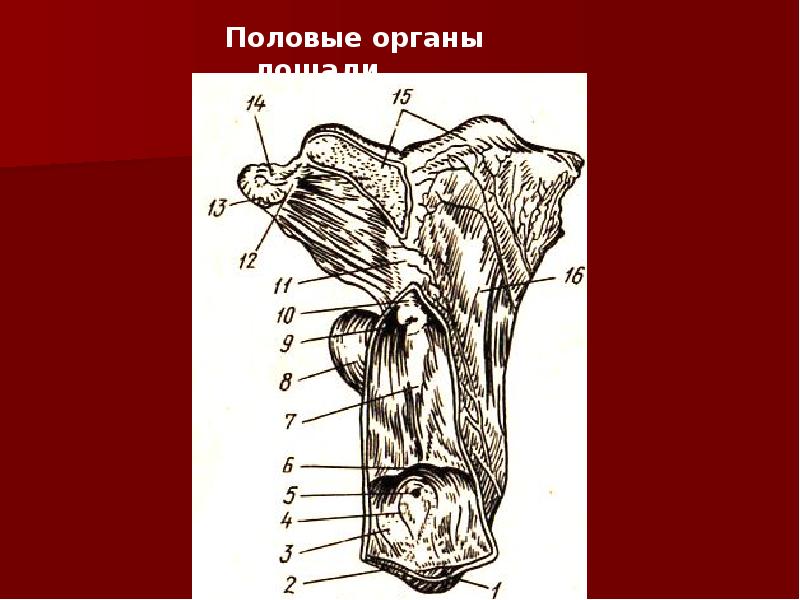 Половые органы лошади Половые органы лошади