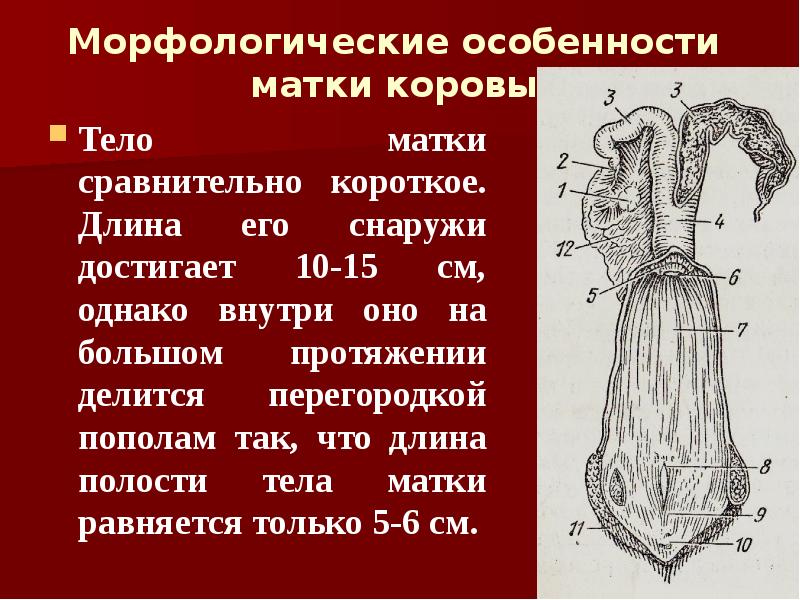 Морфологические особенности матки коровы Тело матки сравнительно короткое. Длина его снаружи