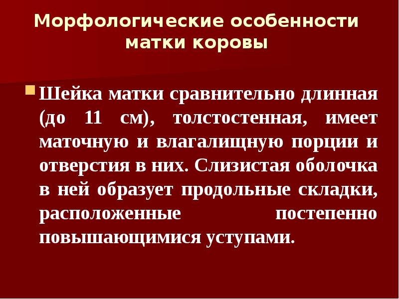 Морфологические особенности матки коровы  Шейка матки сравнительно длинная (до 11