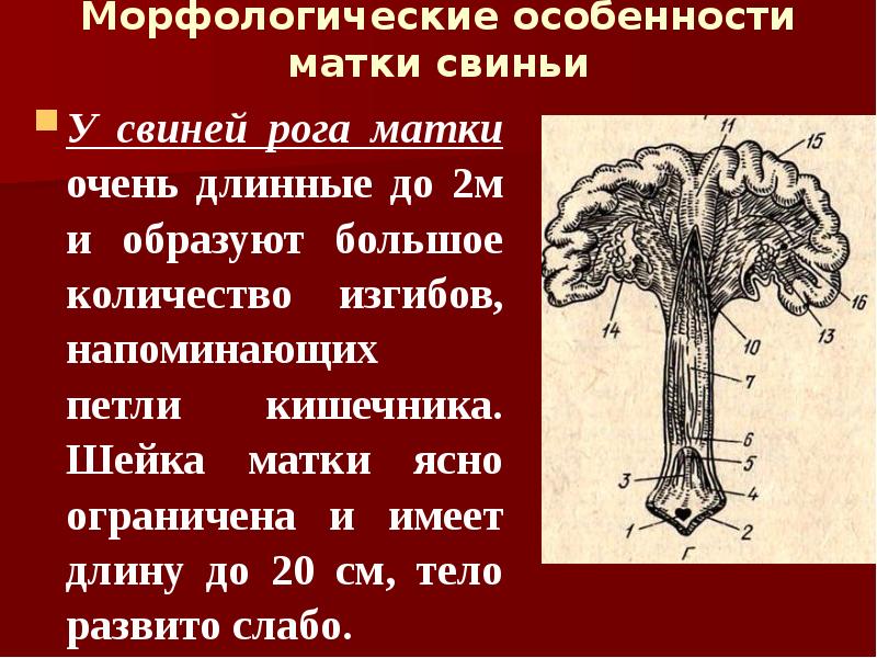 Морфологические особенности матки свиньи У свиней рога матки очень длинные до