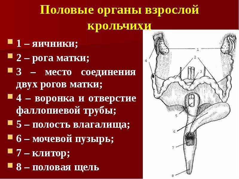 Половые органы взрослой крольчихи 1 – яичники;  2 – рога