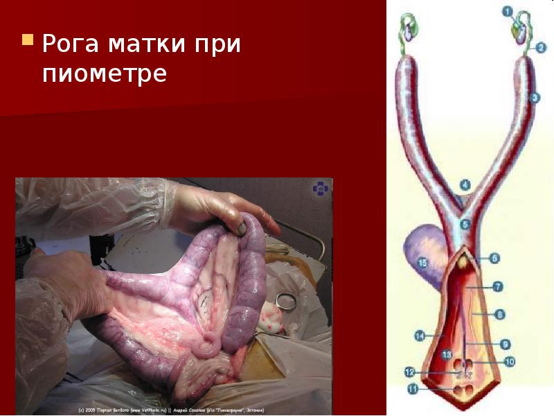 Рога матки при пиометре Рога матки при пиометре