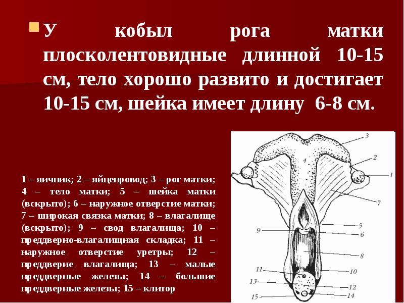 У кобыл рога матки плосколентовидные длинной 10-15 см, тело хорошо развито