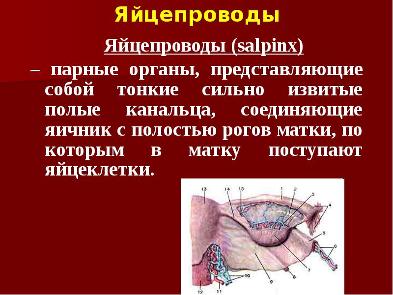 Яйцепроводы    Яйцепроводы (salpinx)  – парные органы, представляющие