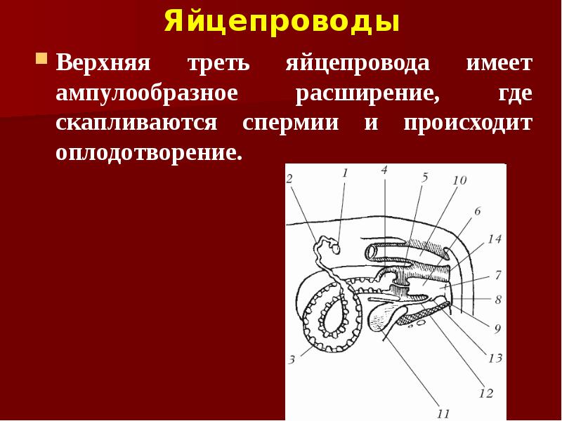 Яйцепроводы Верхняя треть яйцепровода имеет ампулообразное расширение, где скапливаются спермии и