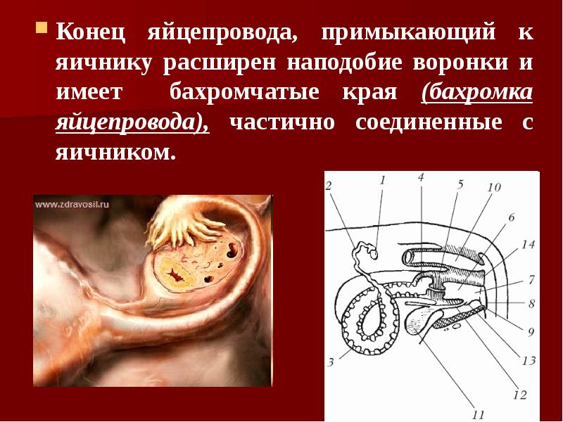 Конец яйцепровода, примыкающий к яичнику расширен наподобие воронки и имеет бахромчатые
