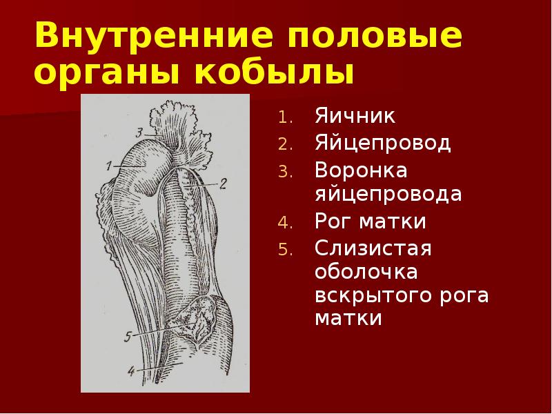 Половый орган женщин. Внутренние половые. Внутренние половые органы. Анатомия половых органов.