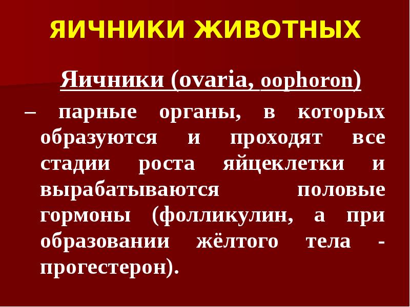 ЯИЧНИКИ ЖИВОТНЫХ   Яичники (ovaria, оophoron)  – парные органы,