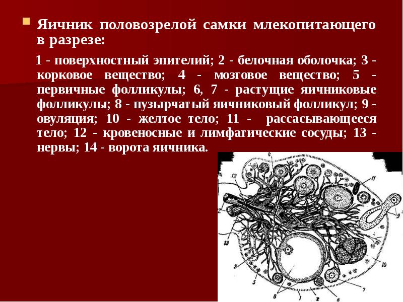Яичник половозрелой самки млекопитающего в разрезе: Яичник половозрелой самки млекопитающего в