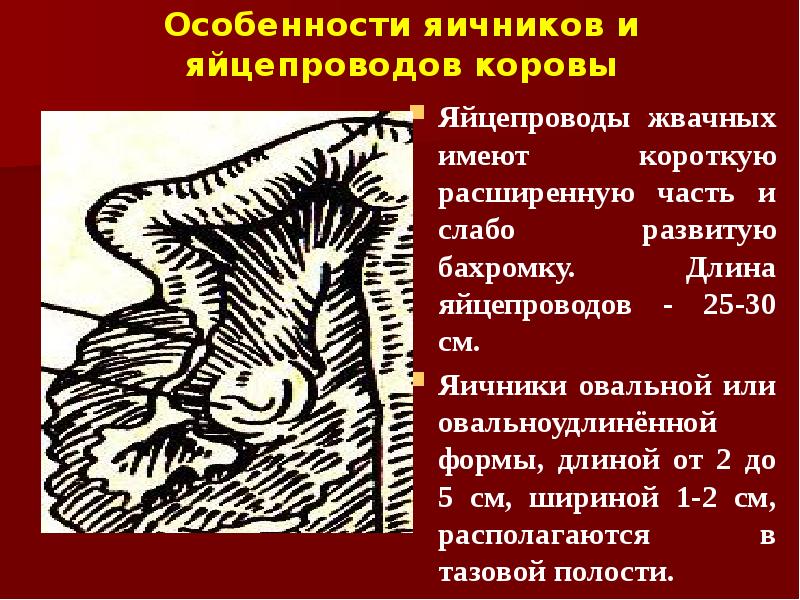Особенности яичников и яйцепроводов коровы Яйцепроводы жвачных имеют короткую расширенную часть