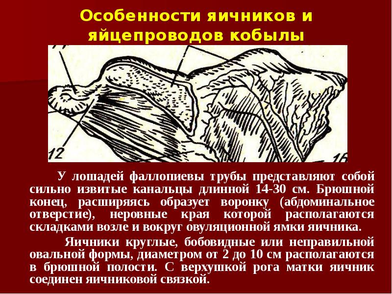 Особенности яичников и яйцепроводов кобылы      У