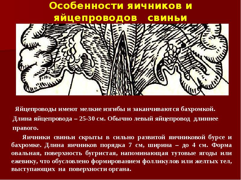 Особенности яичников и яйцепроводов  свиньи    Яйцепроводы имеют