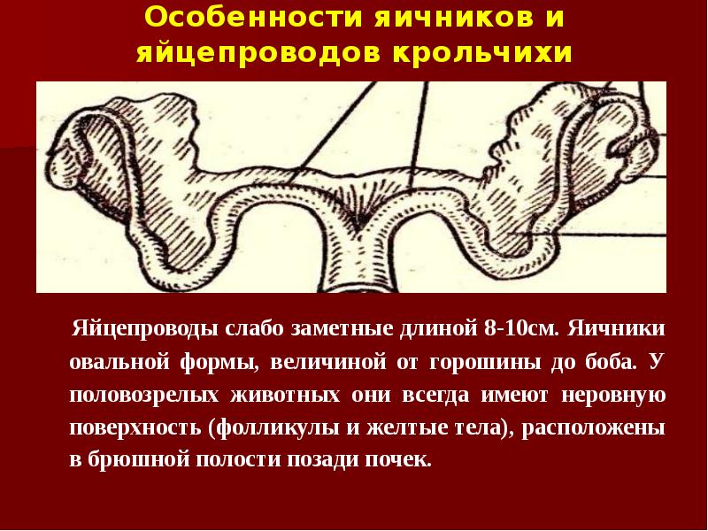 Особенности яичников и яйцепроводов крольчихи   Яйцепроводы слабо заметные длиной
