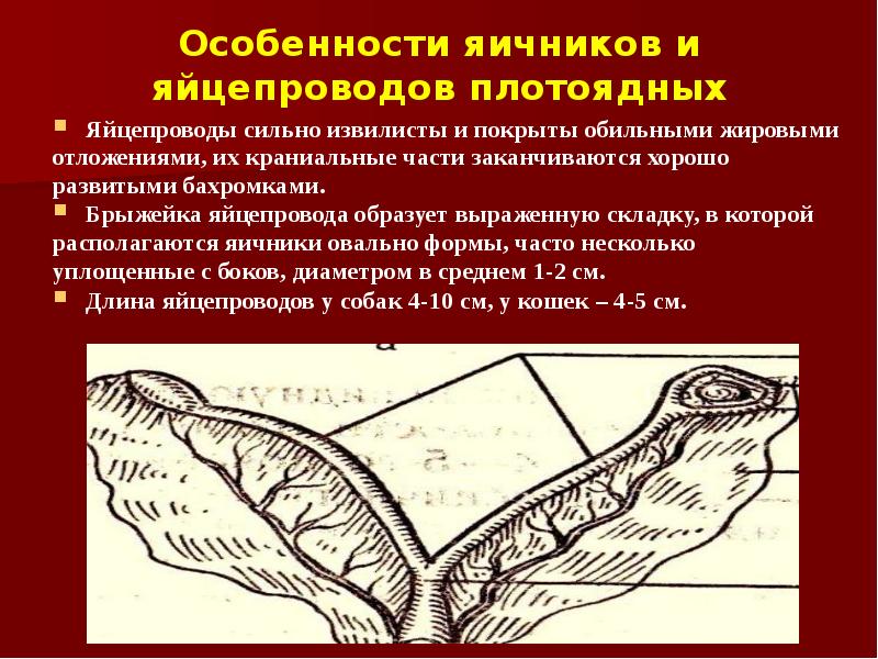 Особенности яичников и яйцепроводов плотоядных Яйцепроводы сильно извилисты и покрыты обильными