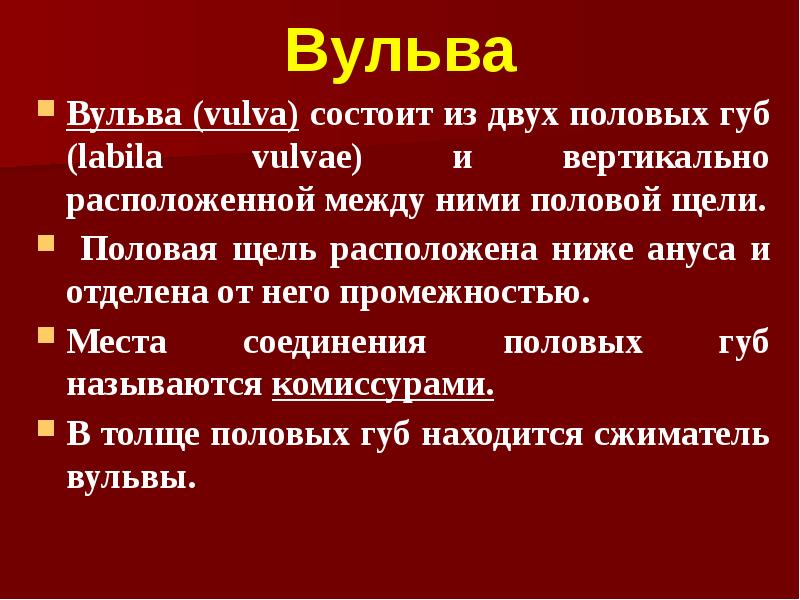 Вульва Вульва (vulva) состоит из двух половых губ (labila vulvae) и