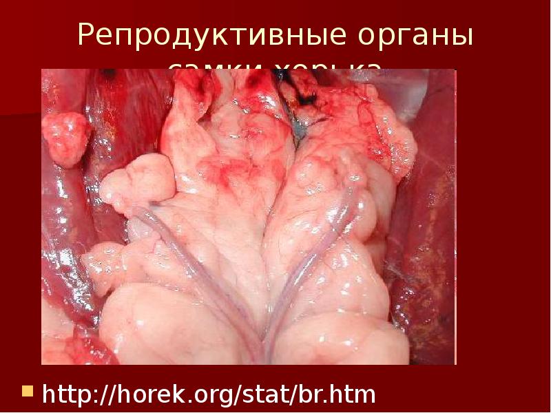 Репродуктивные органы самки хорька http://horek.org/stat/br.htm