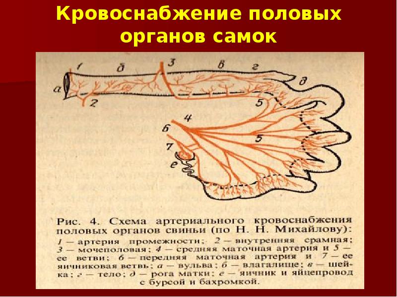 Кровоснабжение половых органов самок