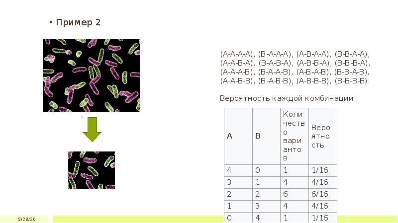 Дрейф генов презентация