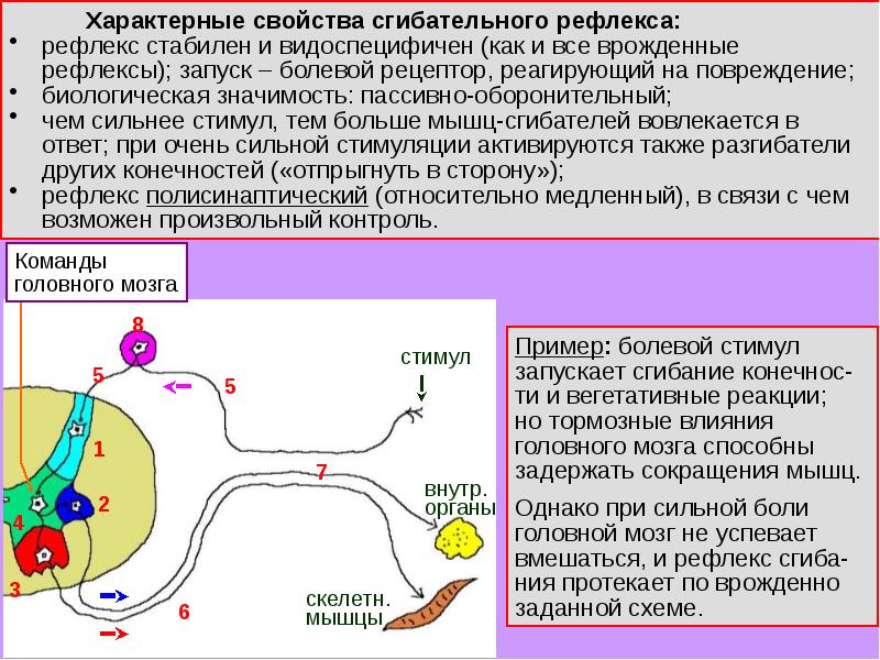 Схема соматического спинального фазного сгибательного рефлекса