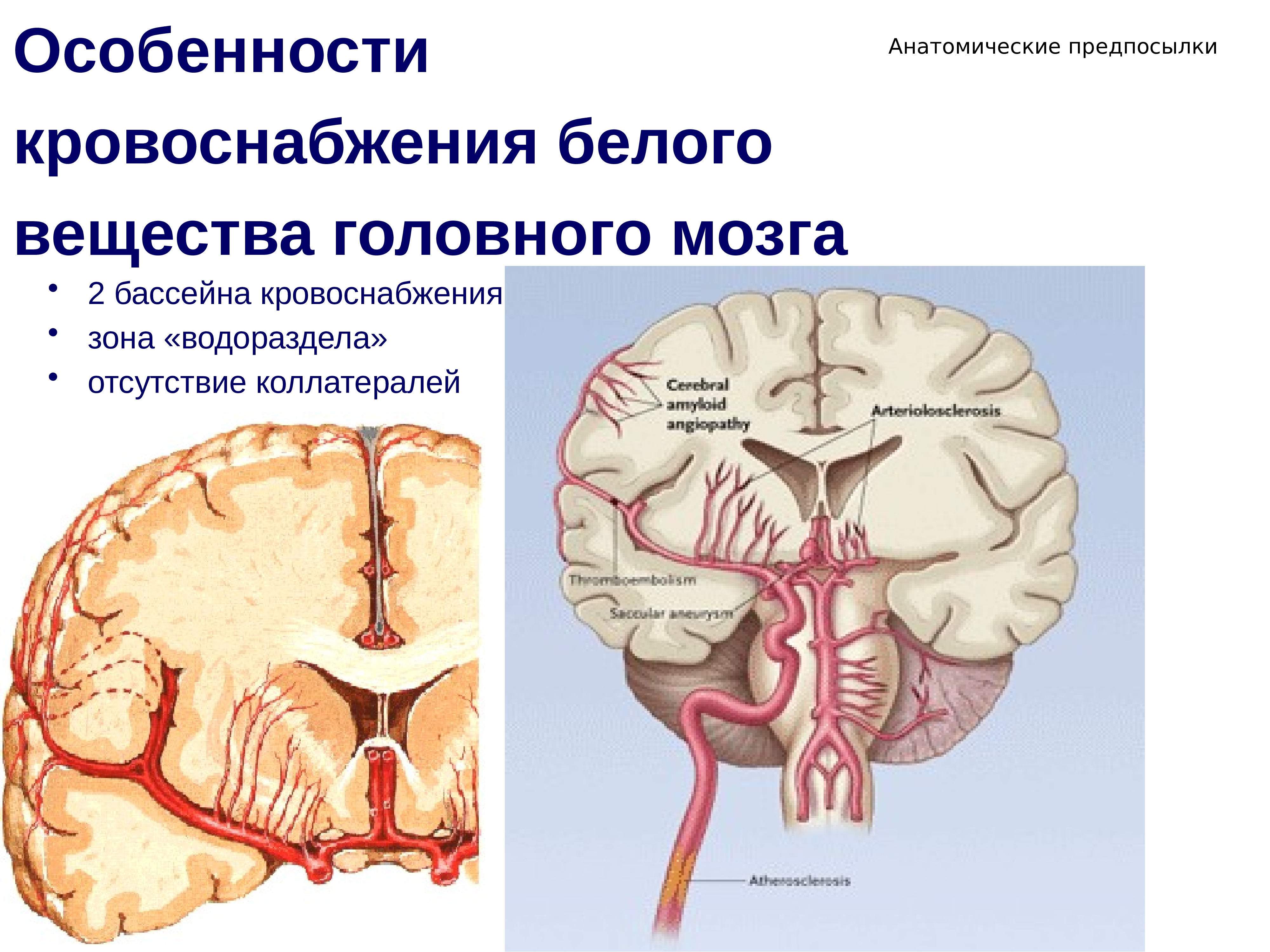 Белое вещество головного. Кровоснабжение головного мозга. Белое вещество головного мозга. Бассейны кровоснабжения головного мозга. Кровоснабжение коры головного мозга.