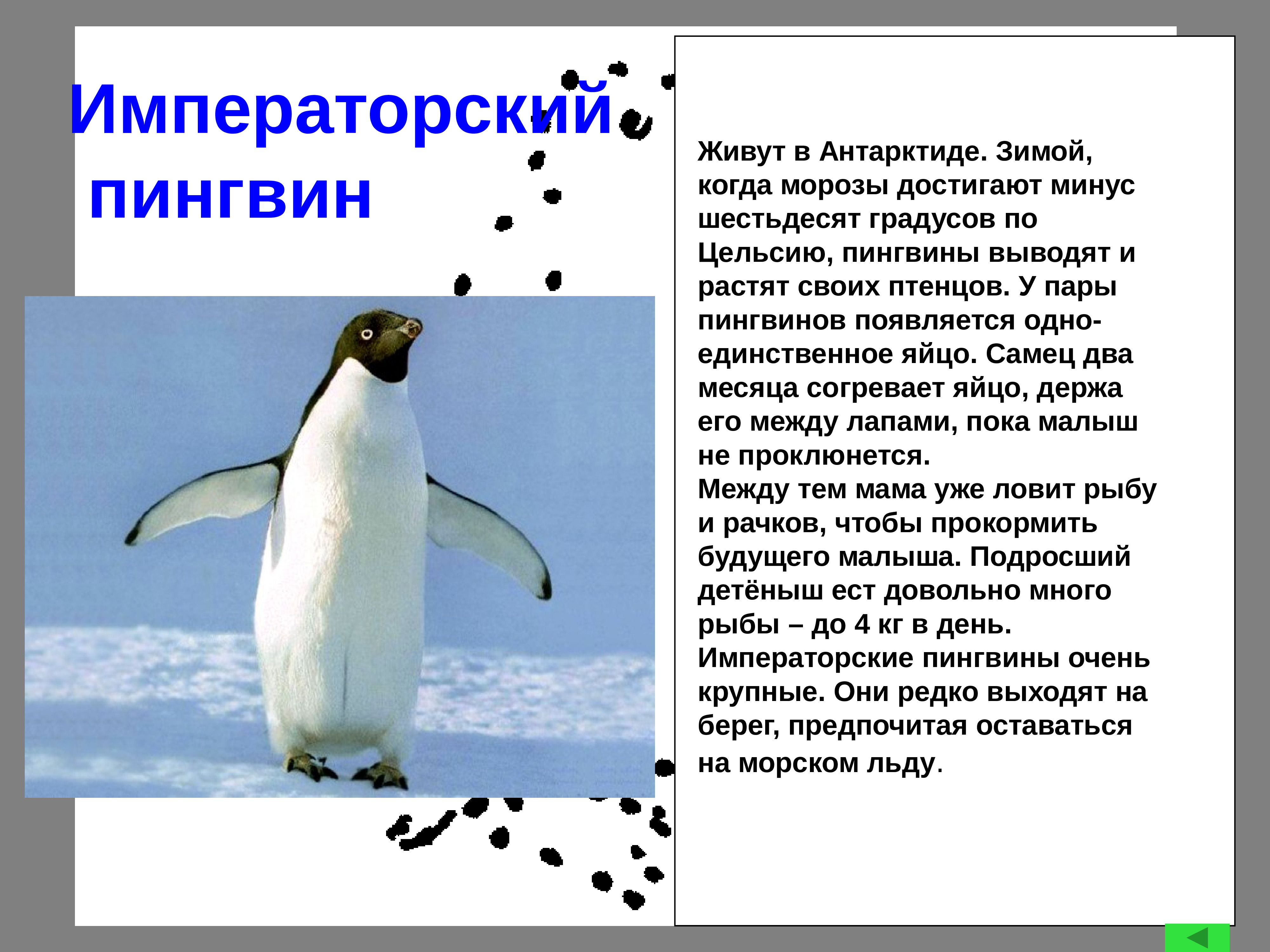 описание пингвина. императорский пингвин доклад. императорский пингвин красная книга. описание пингвина. пингвин красная книга россии.