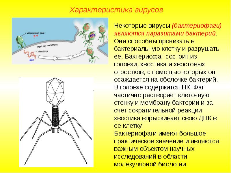 Презентация на тему вирусы и бактериофаги