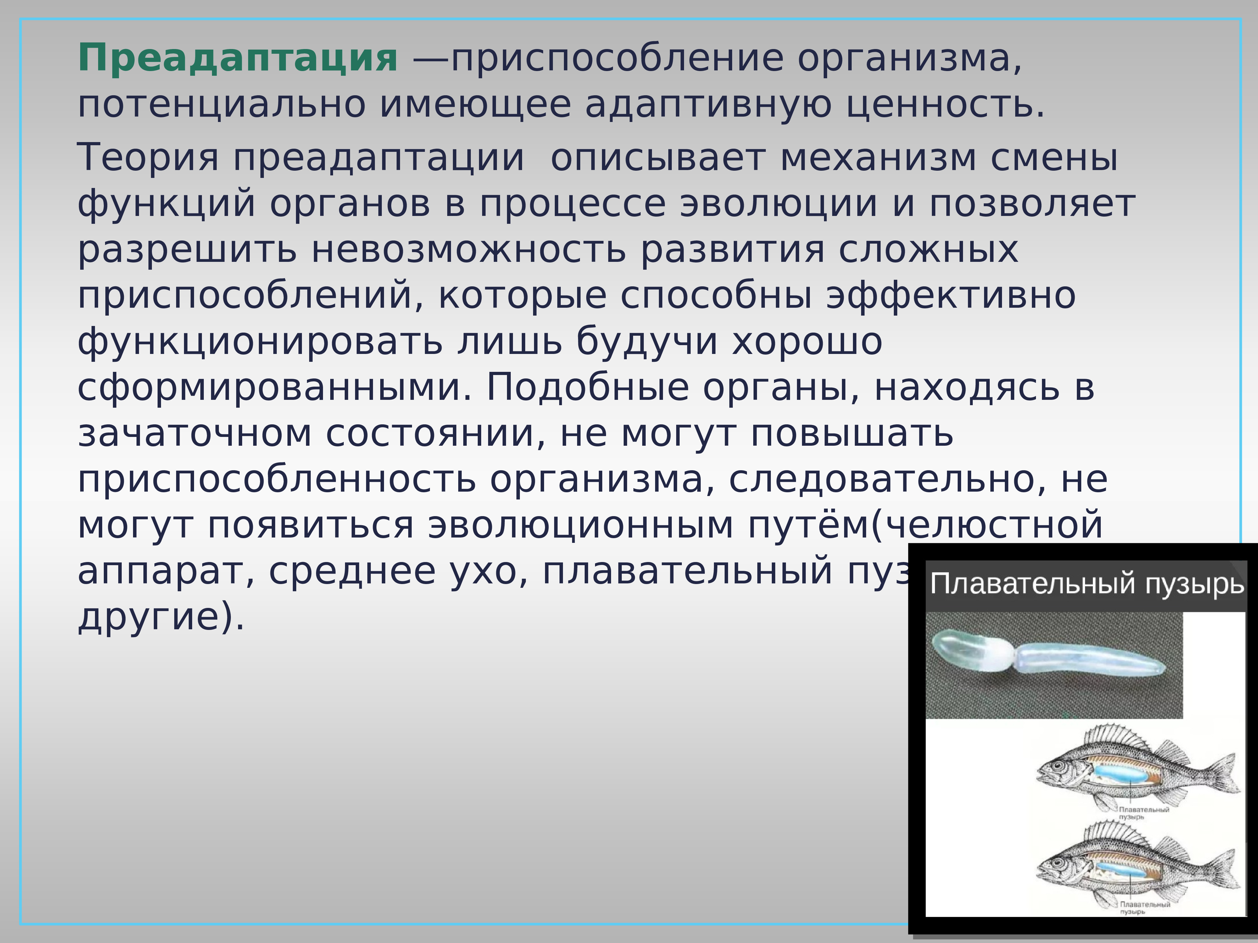эволюция развитие и приспособление. конвергентная эволюция примеры. эволюционные изменения животных. параллелизм в эволюции примеры. конвергенция сумчатых и плацентарных.
