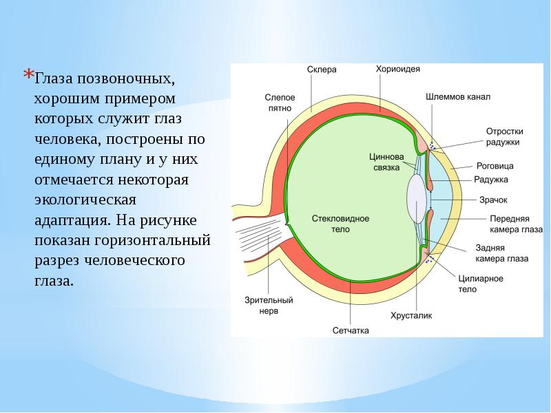 Зрительная система презентация