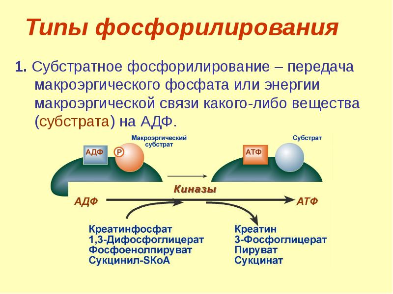 Окислительное фосфорилирование презентация