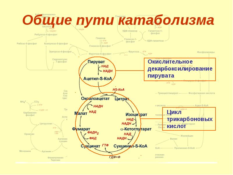 Биологическое окисление схема