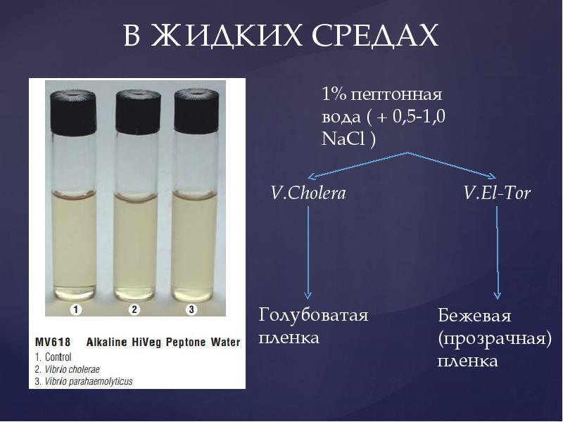 Жидкая среда. Щелочная пептонная вода состав. Щелочная пептонная вода Назначение в микробиологии. Пептонная вода среда. Пептонная вода микробиология.