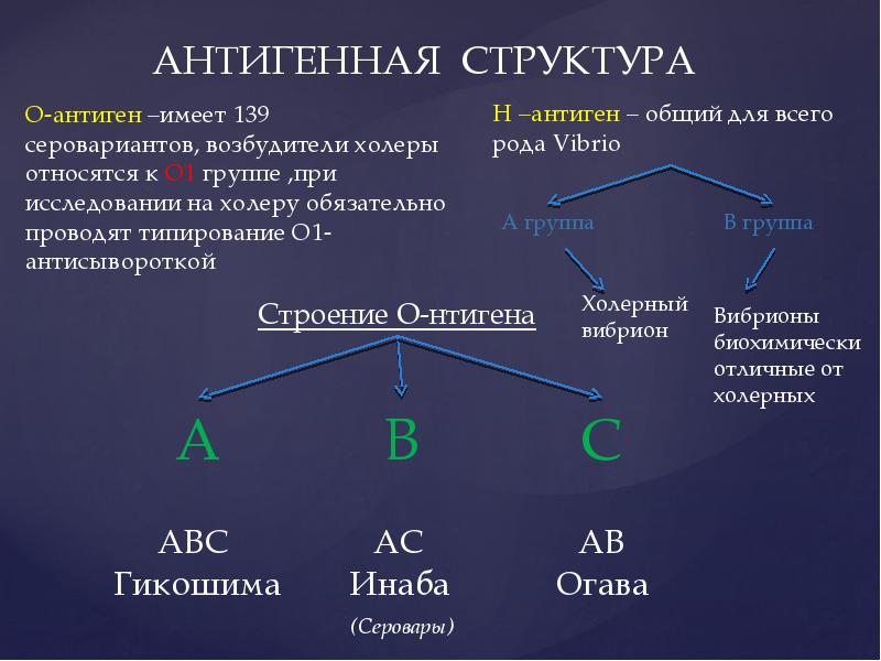 Структура n. Антигенная структура холеры. Структура антигена. Классификация антигенов схема. Возбудитель холеры антигенная структура.