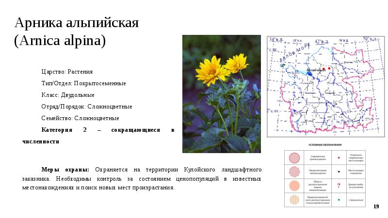 Арника фото растения и описание