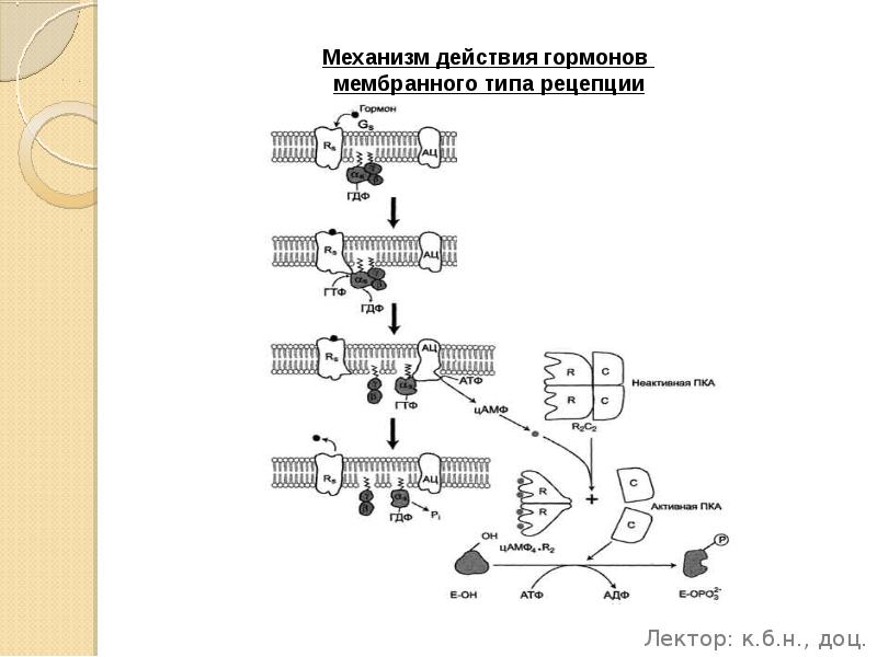 Мембранный механизм действия гормонов схема