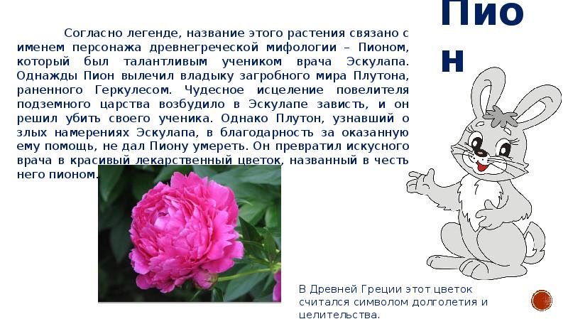 Названия связанные с цветами. Цветок символ долголетия. Имена связанные с цветами. Какие цветы символизируют здоровье. Какой цветок символ здоровья.