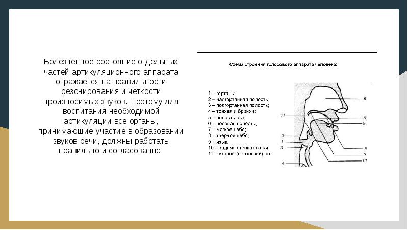 Орган образования звуков. Строение органов артикуляции. Органы участвующие в образовании звуков речи. Подвижные и неподвижные органы артикуляции. Образование звуков речи артикуляция.