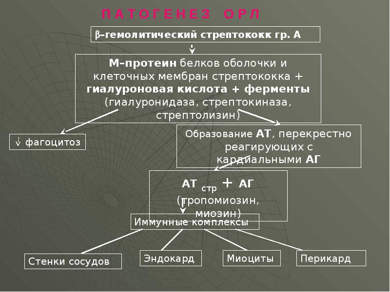 причиной острой ревматической лихорадки является