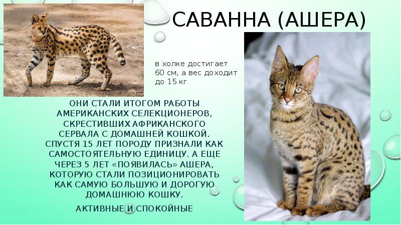 Кошачьи 4 буквы