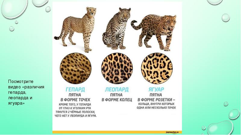 Дикие кошки список. Ягуар леопард гепард отличия. Представители кошачьих. Семейство кошачьих классификация. Семейство кошачьих слайд.