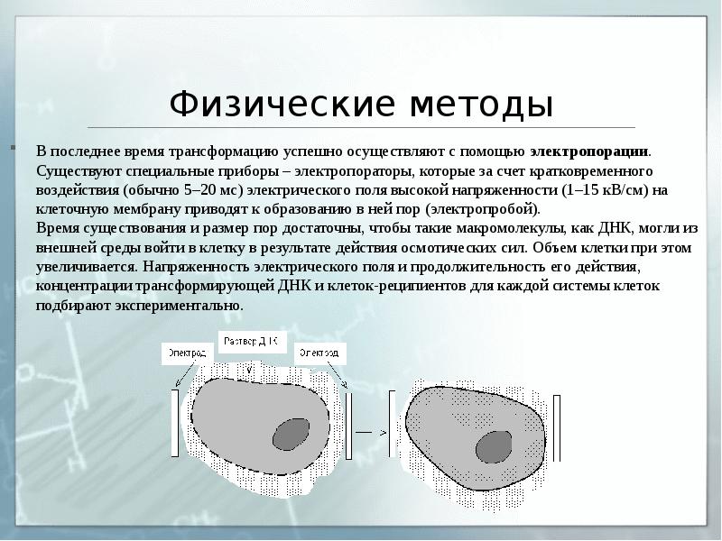 Физические методы
В последнее время трансформацию успешно осуществляют с помощью электропорации. Физические методы
В последнее время трансформацию успешно осуществляют с помощью электропорации.