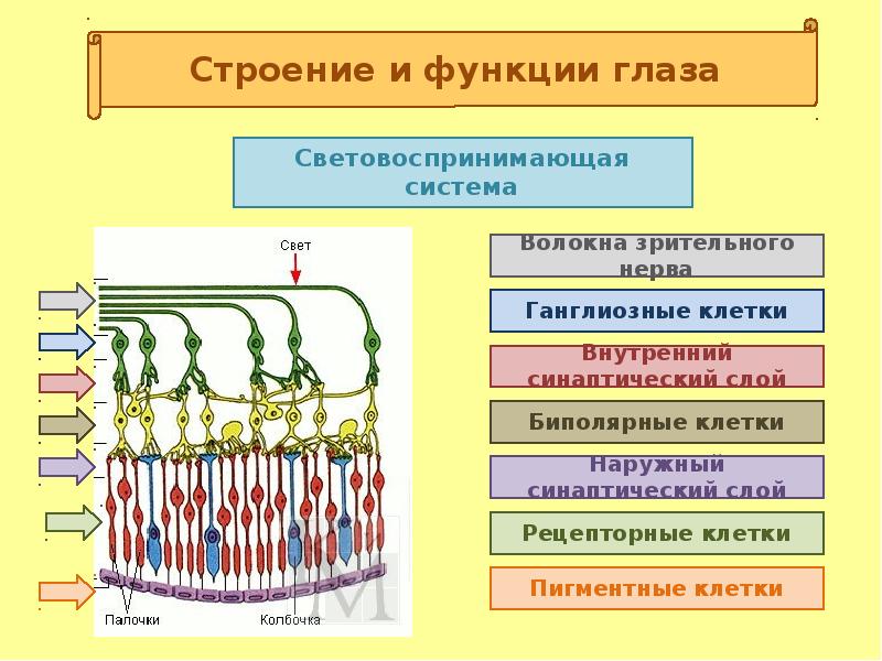 Пименов презентация цветок