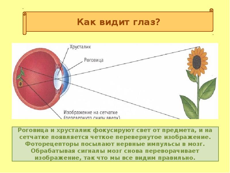 Какой орган глаза определяет цвет и видит изображение предметов